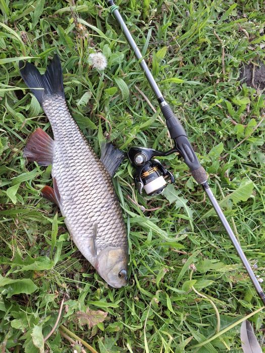 Wędka na klenie mikado chubster