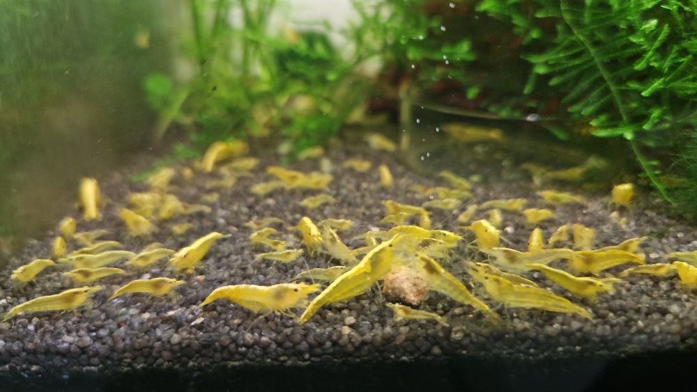 Krewetki Neocaridina Yellow Neon