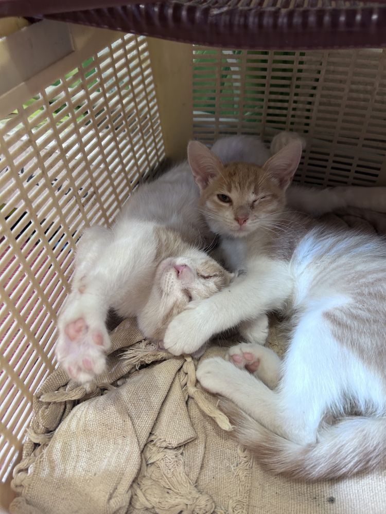 Котята мальчик и девочка