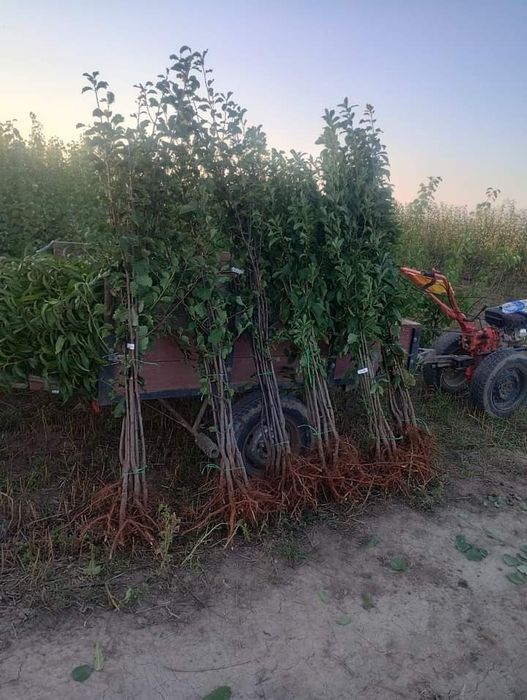 Саженцы плодовых деревьев