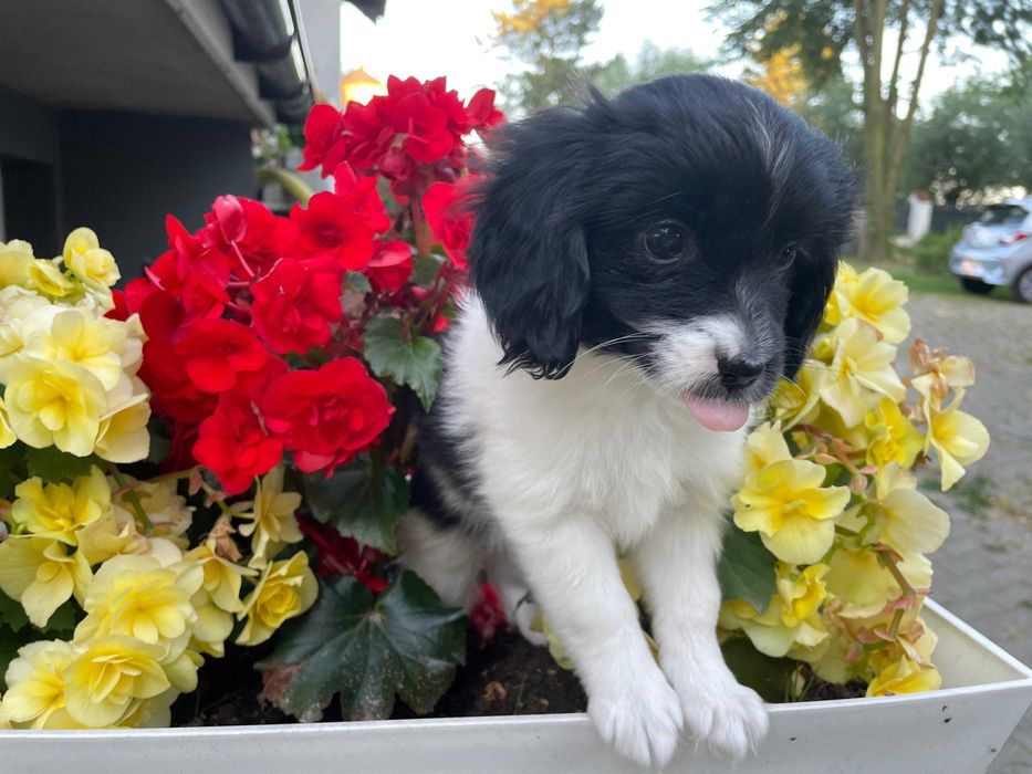 Spaniel kontynentalny miniaturowy, phalene (papillon), ZKwP, FCI, pies