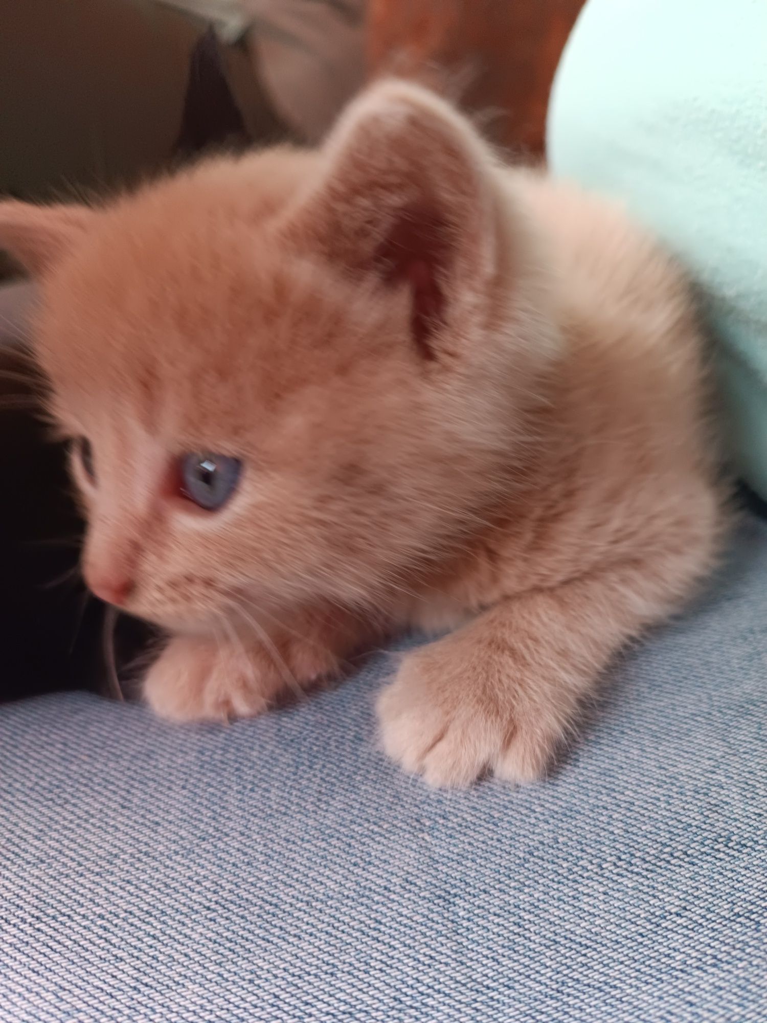 Кошеня хлопчик, кремовий колір...