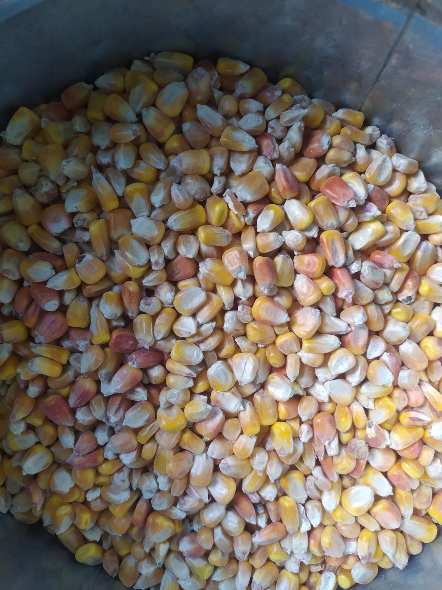 Продам сушену кукурудзу кукурузу врожай 2021 6.8 грн/кг