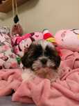 Shihtzu wesoły piesek