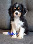 Cavalier radosny piesek