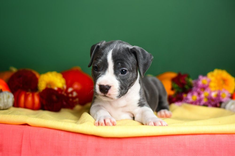 Дівчинка амстафф