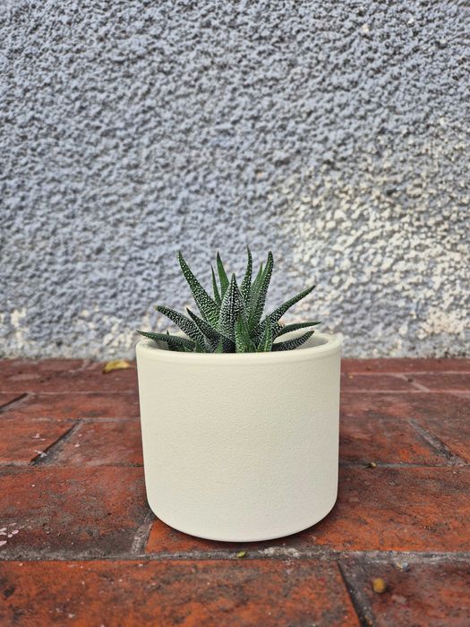 Haworthiopsis attenuata Haworsja wąskolistna 13cm