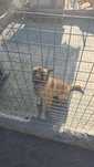 Doa-se cão traçado de pastor belga