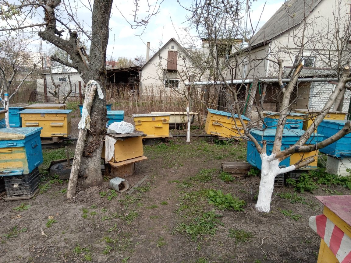 Продам бджолосім'ї система Дадан Біла  Церква