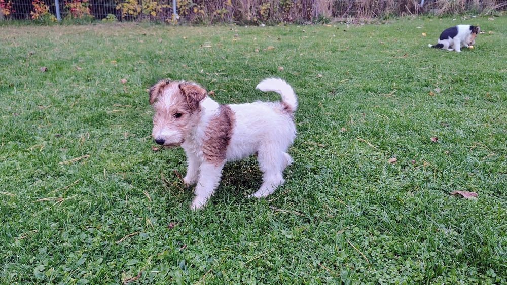 Foksterier szorstkowłosy FCI