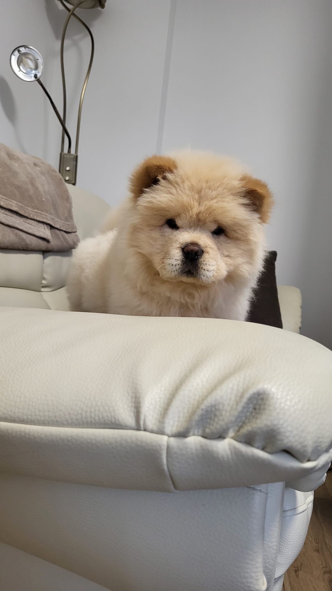 Chow chow piesek,