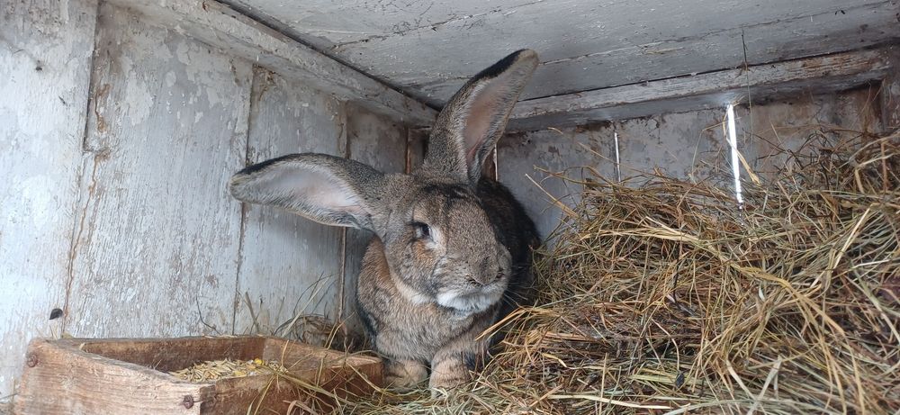 Sprzedam 7 miesięcznego samca