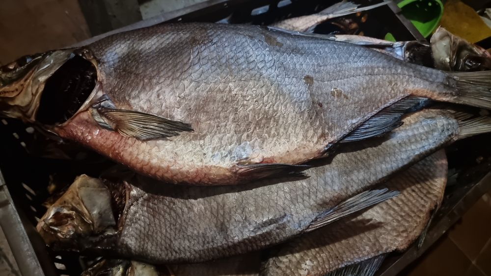 Риба, Копчена, В'ялена,Свіжоморожена опт , великі обйоми лящ,плотва,..