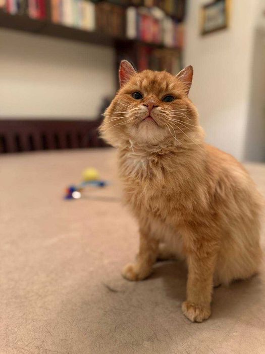 лагідний ,шикарний кіт , муркотун і пестун