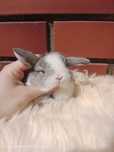 Mini lop, królik miniaturka, króliczek baranek, karzełek
