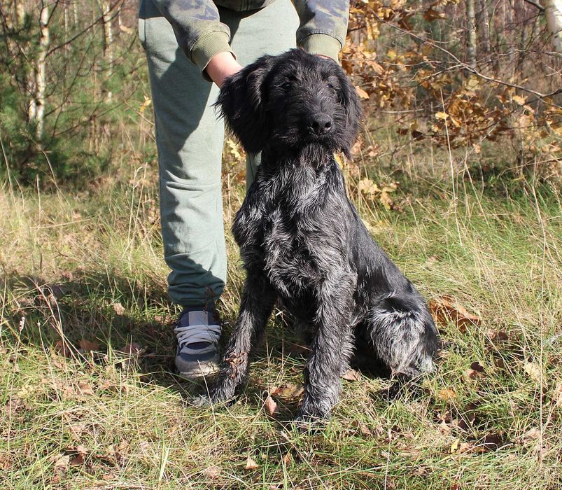 Wyżeł niemiecki szorstkowłosy / czarny deresz