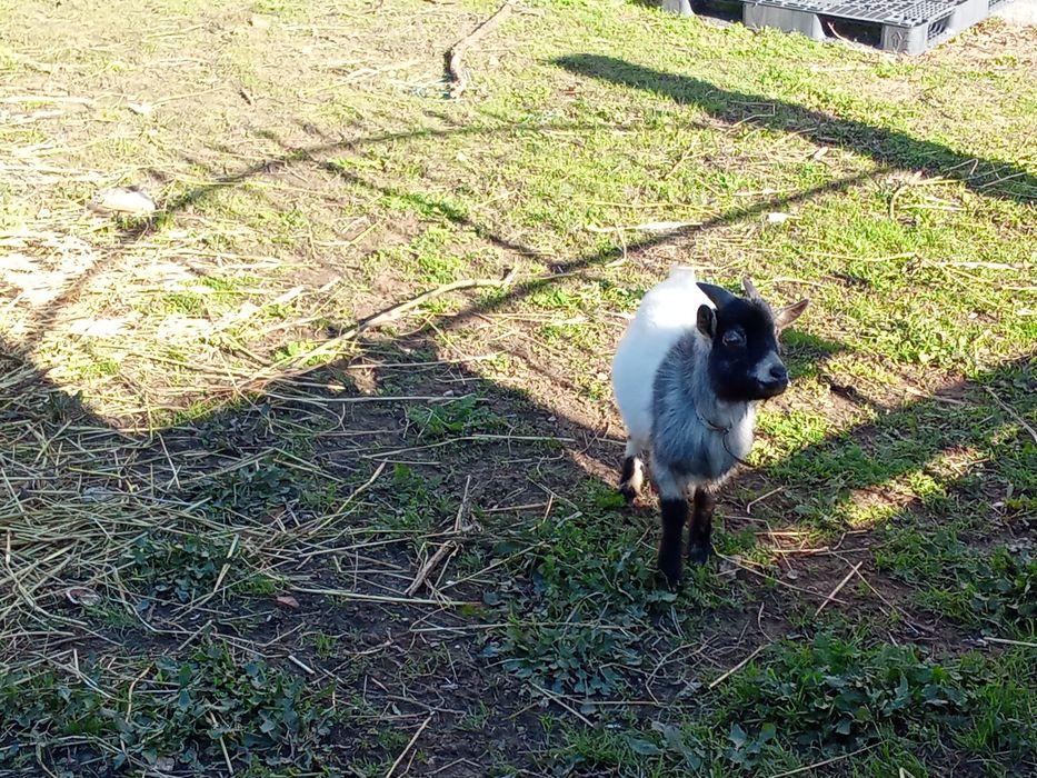 3 Cabras anas 2 chibus