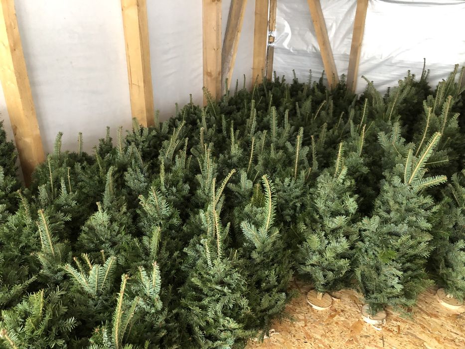 Ялинки збірні,вязані,плетені з живої хвої,новорічні ялинки ,бронюємо.