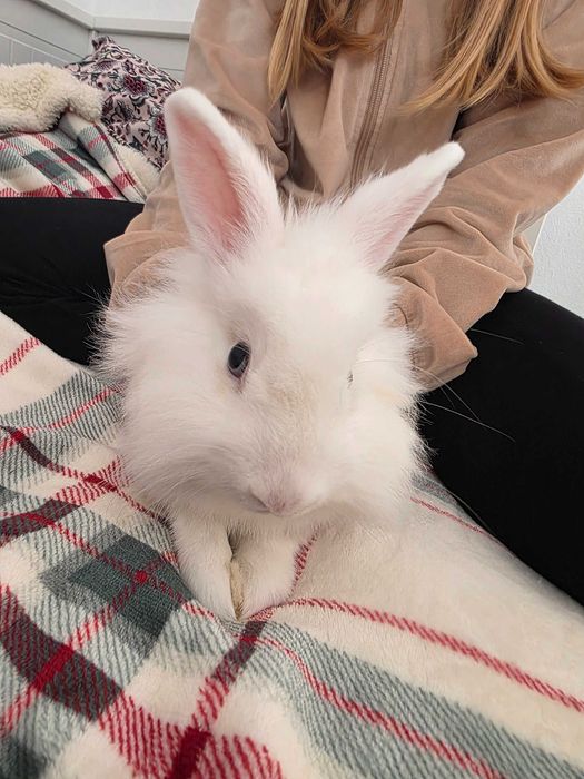 Biały królik miniaturka