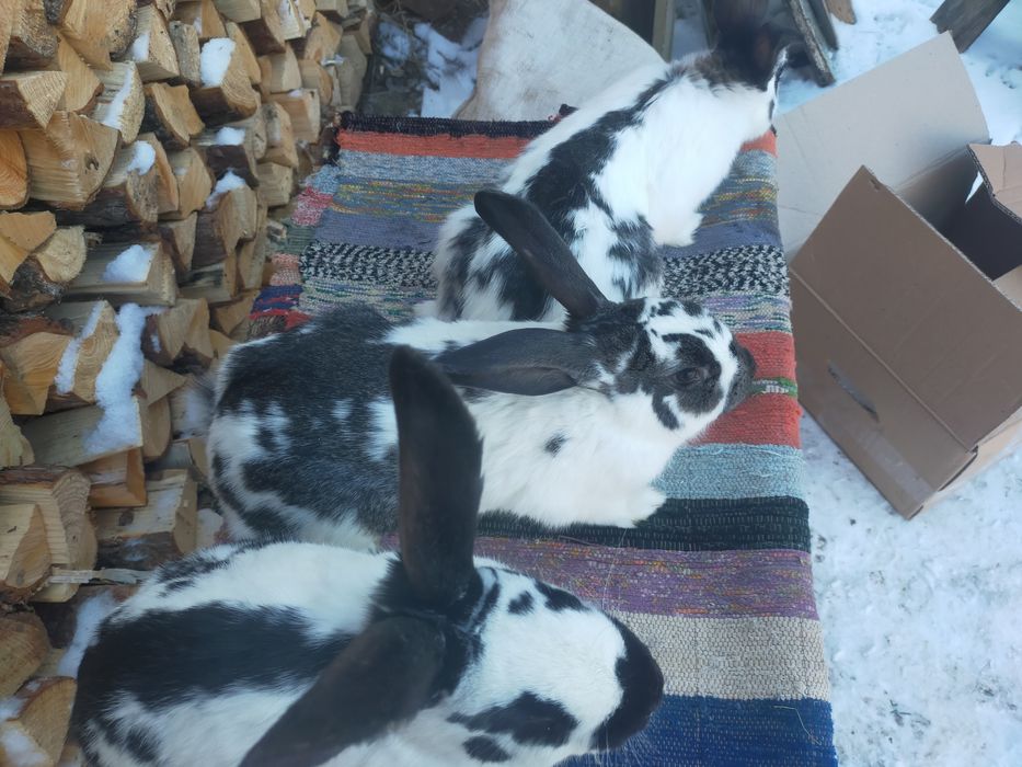 Кролі породи Строкач