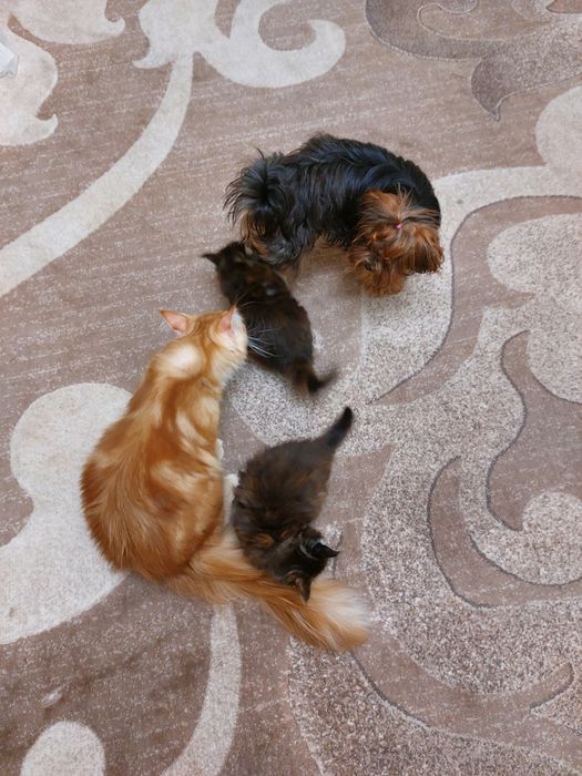 Мейн кун.Мейнкунята дівчата