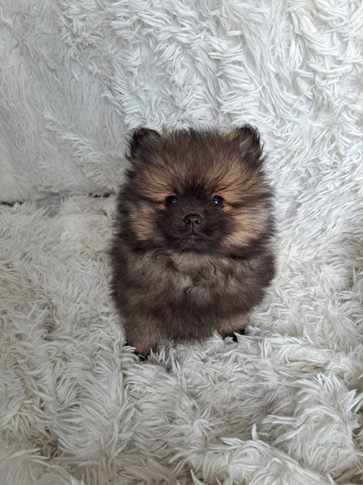 Szpic miniaturowy śliczny piesek!!!