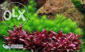 Plantas lindas flutuantes e oxigenadoras e pantanosas