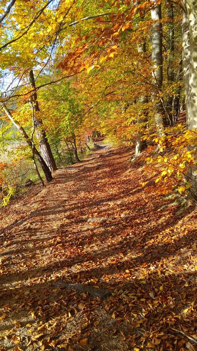 Domki letniskowe u Very