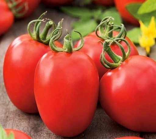 Sadzonki pomidorów [ostatnie sztuki]