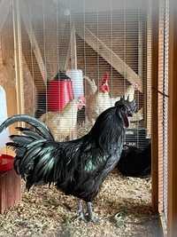 Macho Ayam Cemani com 1 ano