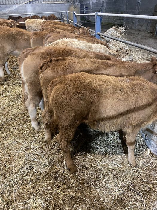 Lote de Vitelas cx de Limousines