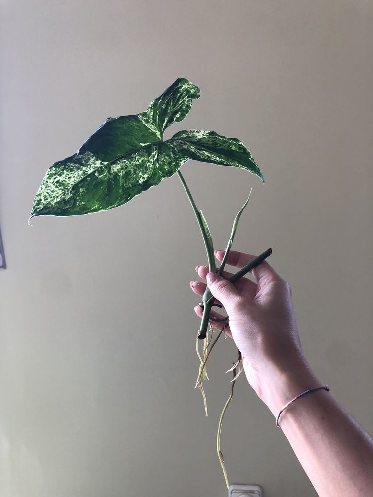 Syngonium Mojito (Cuttings)