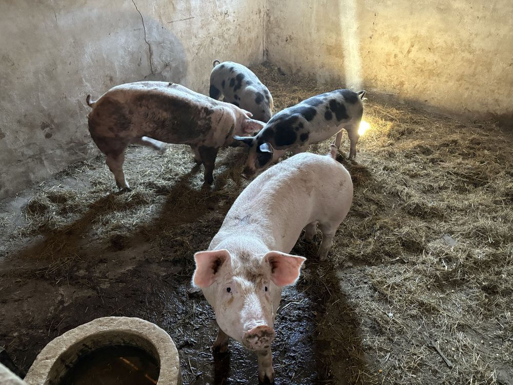 Porcas pientran porcos malhados de alcobaça