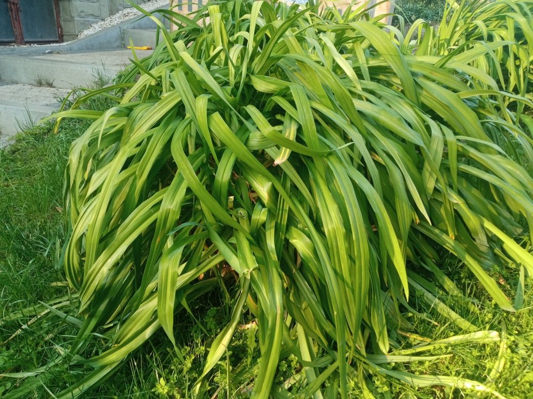 Karpa liliowca rdzawego 40 cm