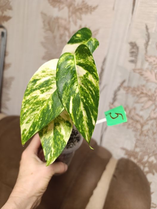 Філодендрон єпіпремнум Cintho Goldfinger сциндапсус