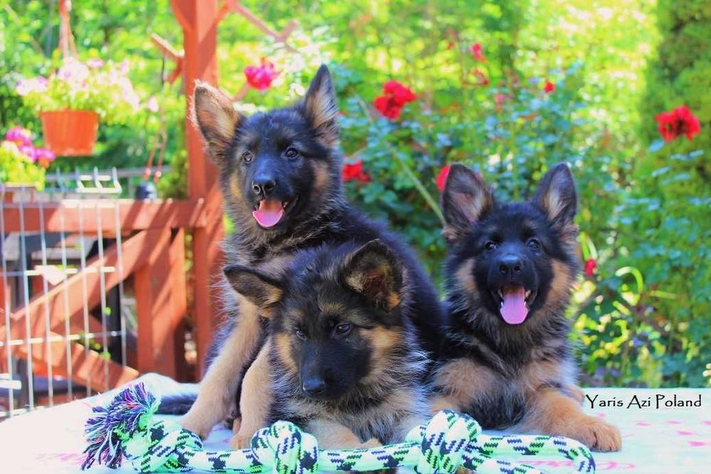 Owczarek Niemiecki Długowłosy FCI ( ZKwP ) Z RODOWODEM  POTĘŻNE !!!