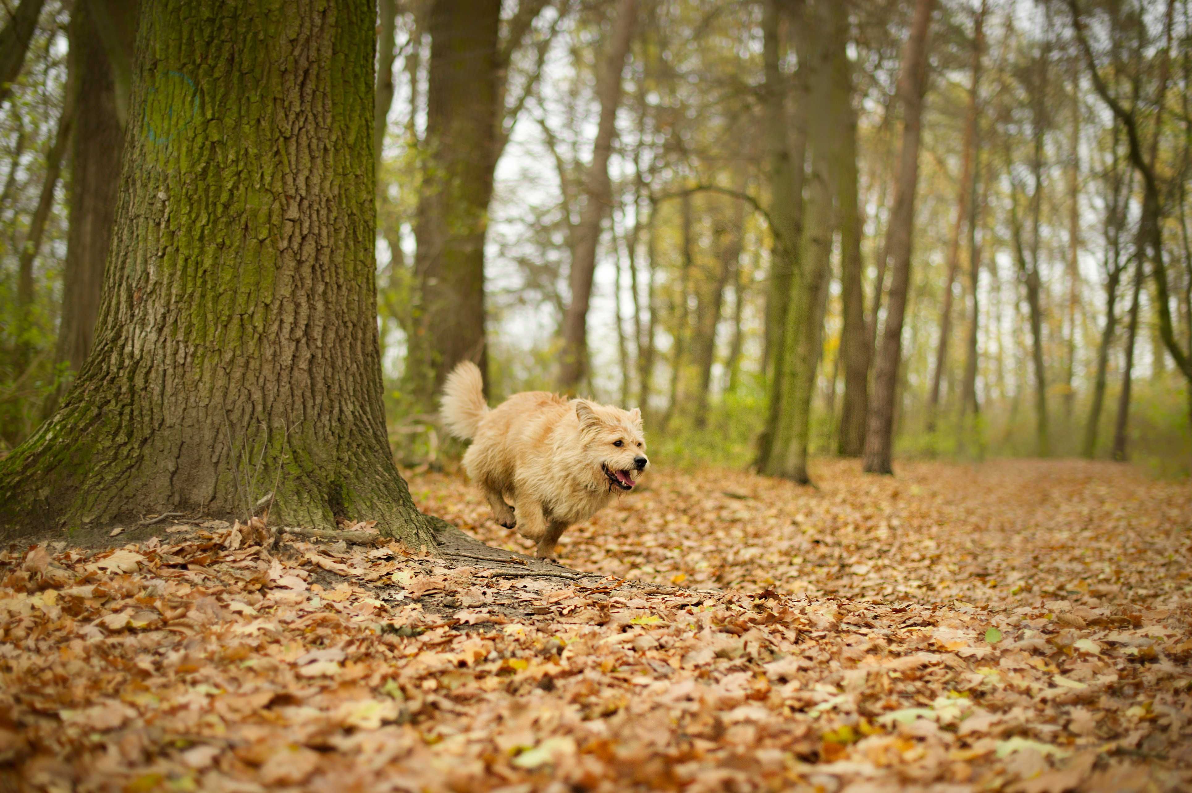 Kąsek- cudowny kudłacz do adopcji.