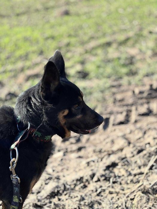 Muniek prawie owczarek niemiecki do dopcji