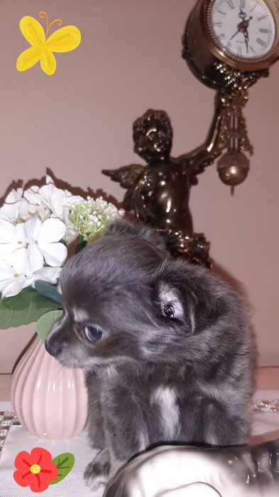 Śliczna suczka Kaja Chihuahua