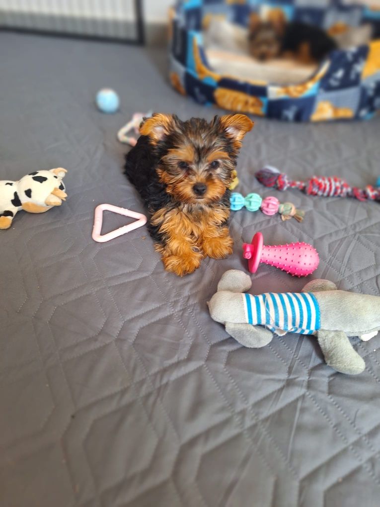 yorkshire  terrier fêmea