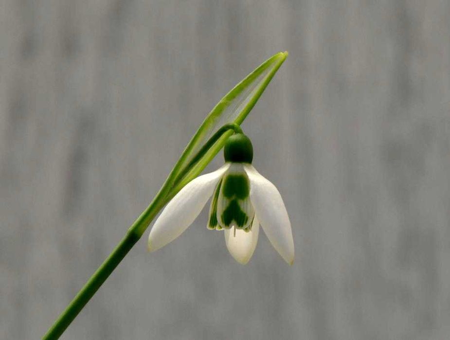 Przebiśnieg Elwesii