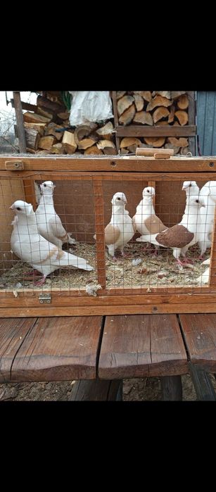 Gołębie mewki żółte