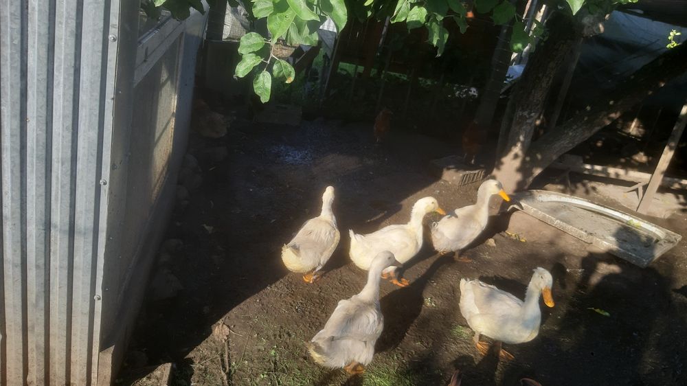 Kaczki piżmowe mięsne