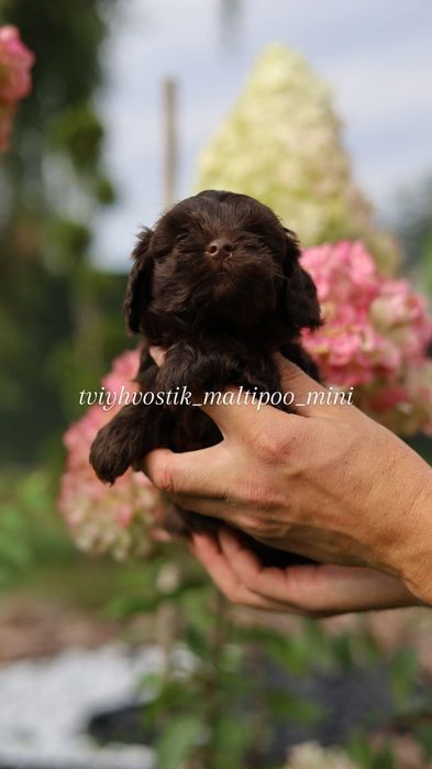 Мальтипу Ф1 шоколад дуже гарні