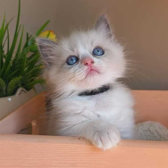 EGON - łagodny i radosny kocurek rasy Ragdoll.