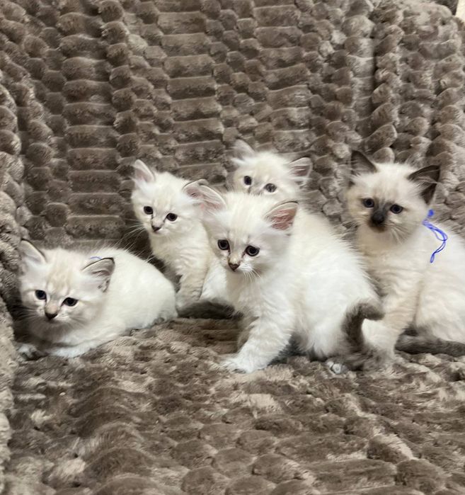 Кошенята Невська Маскарадна