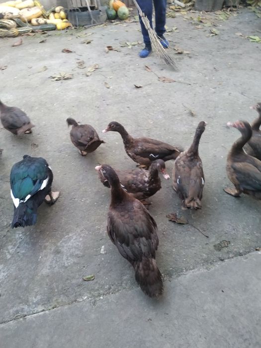 Продам муксусних качок