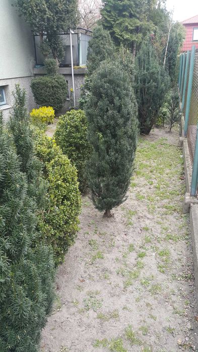 Cisy różnej wielkości