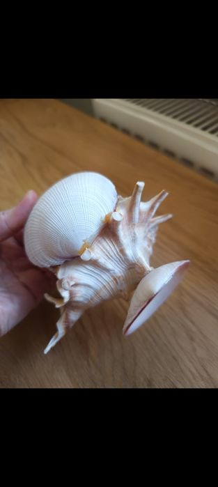 Ozdoba z muszli/bibelot z PRL-u. Wymiary na zdjęciu