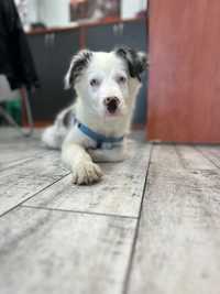 Piękny szczeniak Border Collie Blue Merle